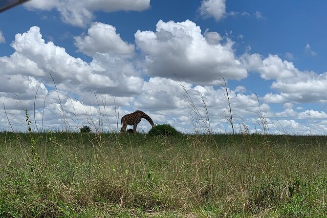 Nairobi National Park,Giraffe Centre, Karen Blixen Museum. - Convenient Hotel Pickup and Drop-off