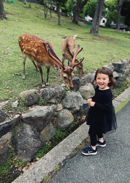 Nara: Todaiji, Kasuga, Nara Park and Hozan-ji Review - Encounter Sika Deer in Nara Park