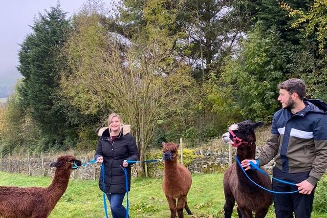 Naze View Farm Alpaca Experience - Taking Home Alpaca Poo