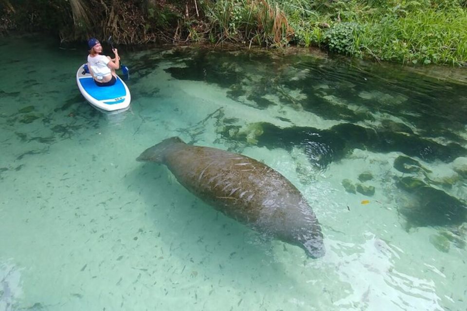 North Miami: Nature & Island Exploration on SUP/Kayak - Wildlife Sightings