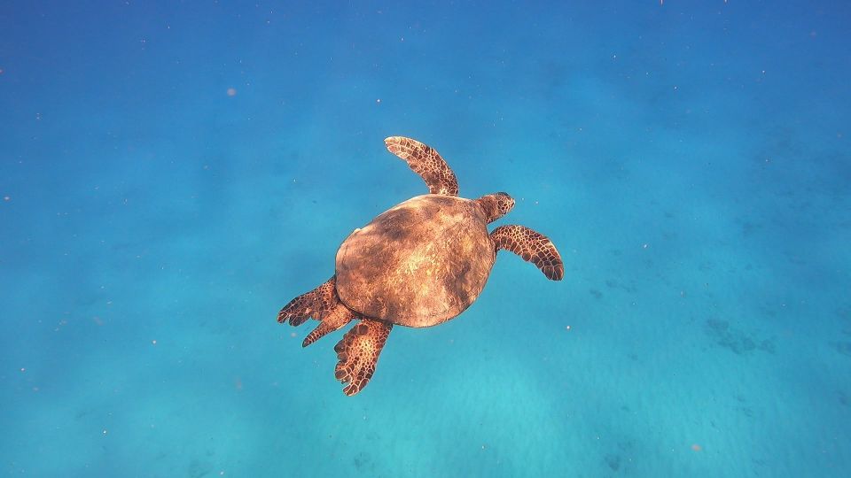 Oahu: Try Scuba Diving From Shore - What to Expect on the Tour