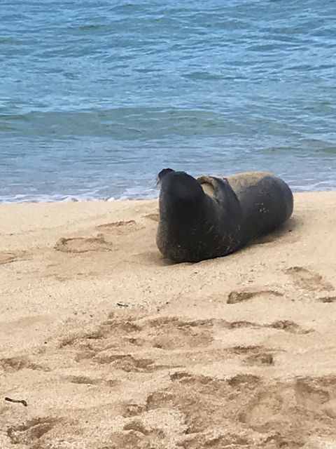 Oahu: Waimea Falls & North Shore Swim With Turtles Beach Day - Trekking Waimea Botanical Gardens