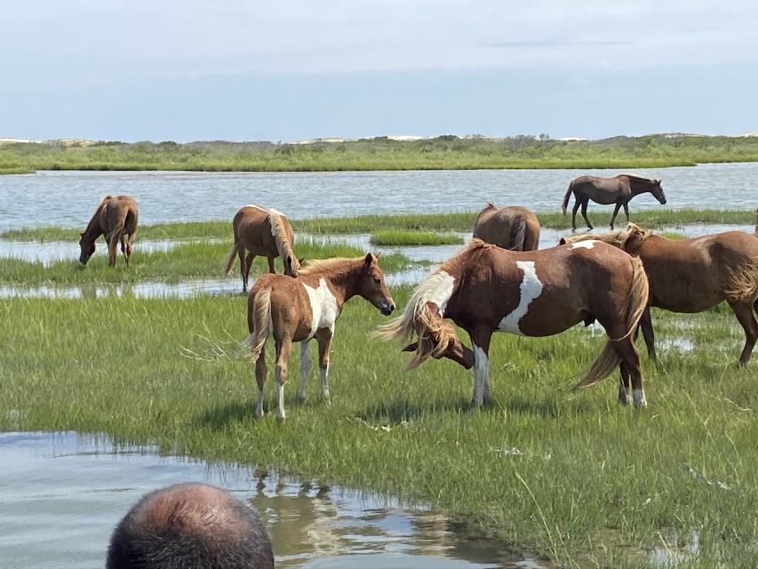 Ocean City: Assateague Island Morning Cruise - Frequently Asked Questions