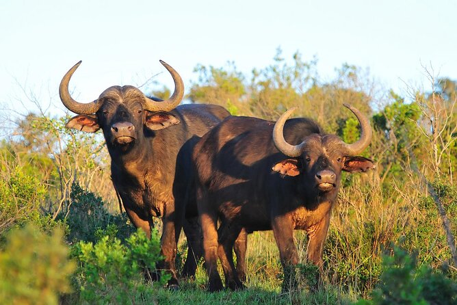 Ol Pejeta Conservancy and Chimpanzee Sanctuary Full-Day Tour From Nairobi - Important Considerations