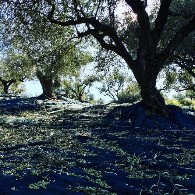 Olive Grove Tour & Olive Oil Tasting and Lunch in Messinia - Light Local Lunch