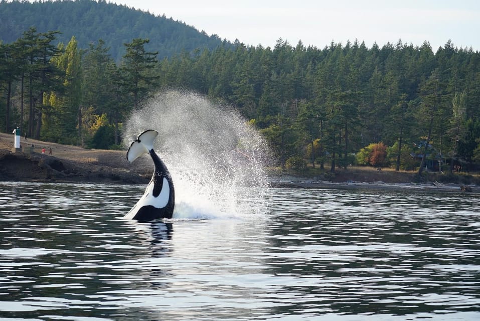 Orcas Island: Whale and Orca Guided Speedboat Tour - Transportation and Accessibility