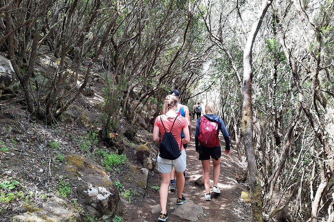 Panoramic Route Across the Teno Rural Park in Tenerife - Transport, Lunch, and Picnic