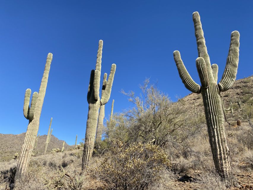 Phoenix: Sonoran Desert Guided Hiking Adventure - Native Flora and Fauna