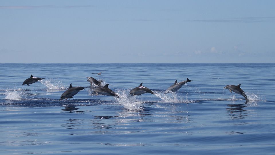 Pico Island: Whale Watching Boat Tour With Biologist Guides - Meeting Point and Requirements