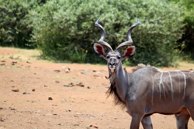 Pilanesberg National Park Full Day Safari From Johannesburg - Highlights and Experiences