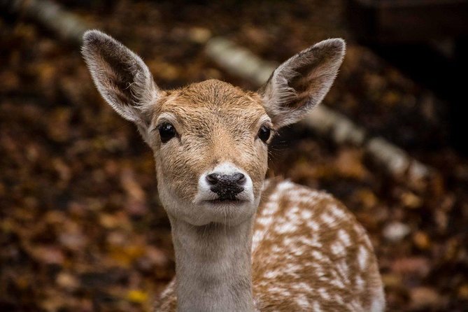 Private Day Tour to Wildlife Parc Omega and Montebello Lodge From Montreal - Tour Highlights