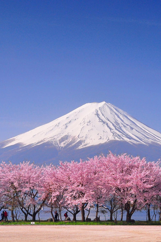 Private Day Trip to Mt. Fuji & Hakone Cherry Blossoms - Customer Feedback and Reviews