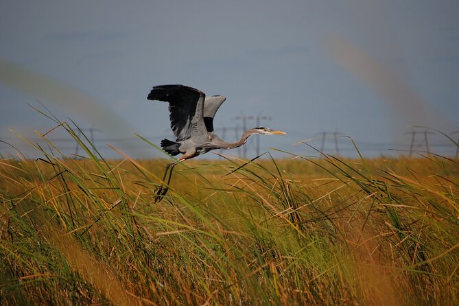 Private Tour: Florida Everglades Airboat Ride and Wildlife Adventure - Traveler Experiences