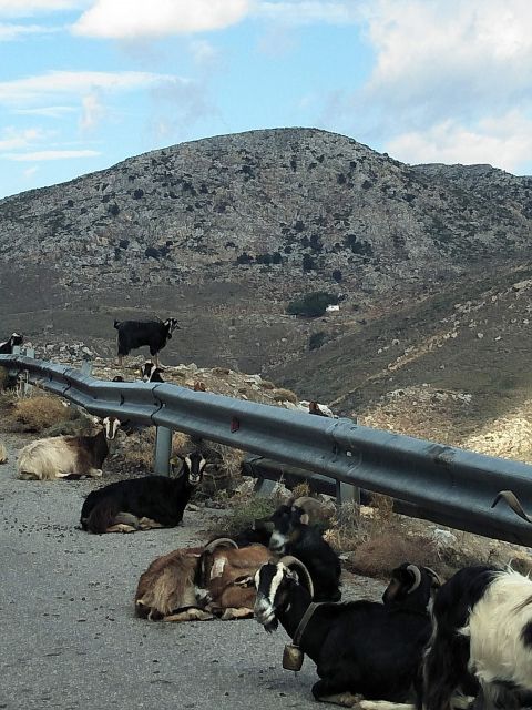 Private Tour Lasithi Zeus Cave Olive Oil Factory &Shepherd - Important Information for Participants