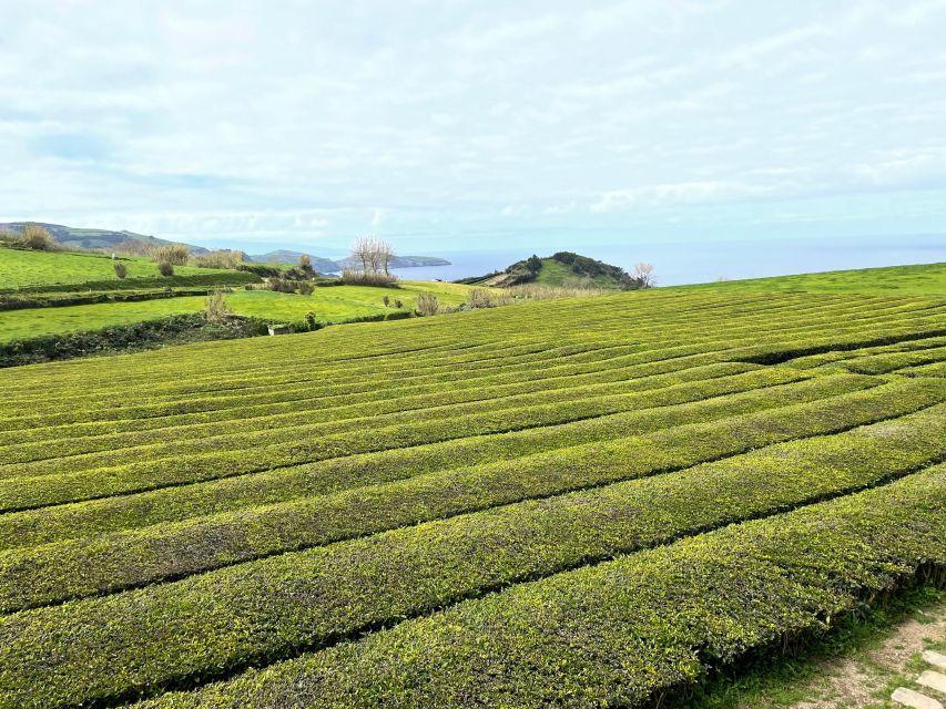 Private Tour of Furnas Valley, Gorreana Tea - Island Gems - Booking and Flexibility