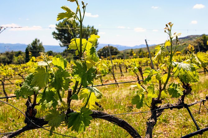 Provence - Mont Sainte Victoire in Search of Cézanne Private Wine Tour - Pricing and Booking