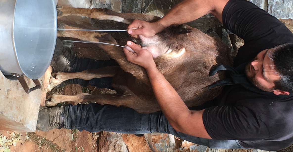 Rethymno: Explore Shepherd's Hut and Cheese Making Process - Participant Restrictions