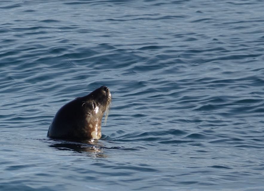 Reykjavik: Whale Watching by RIB Speedboat - Wildlife Viewing Season