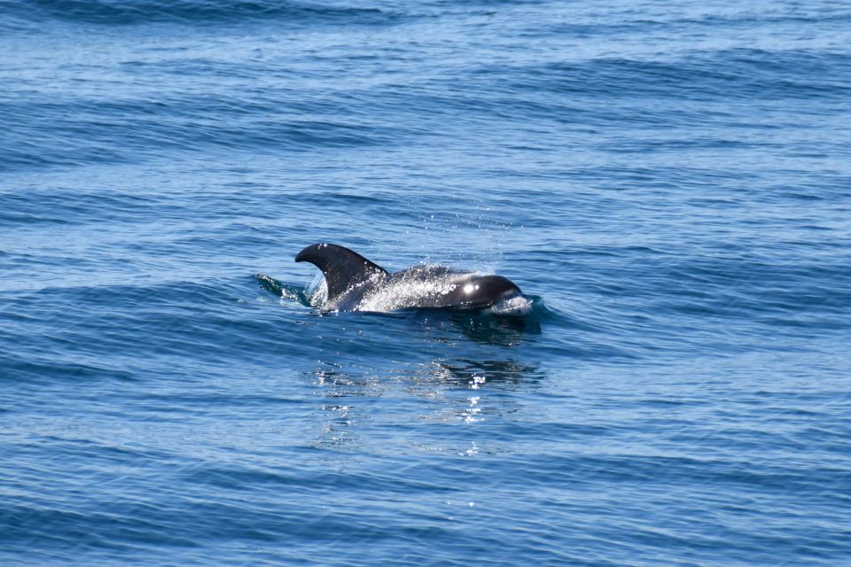 Reykjavik: Whale Watching Tour by Fast Catamaran - Inclusions