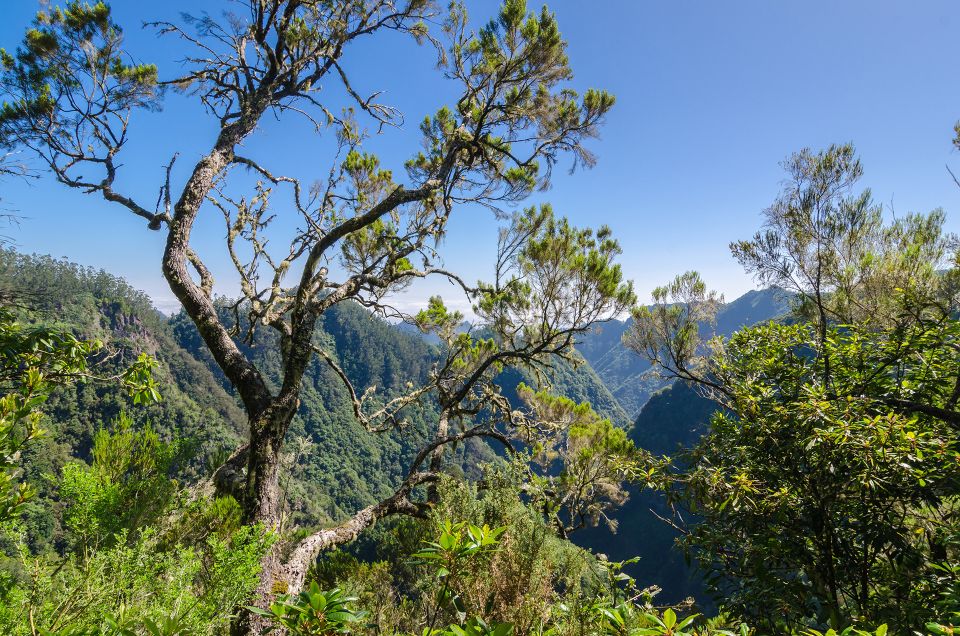 Ribeiro Frio / Portela - Levada Walk - Endemic Flora and Fauna