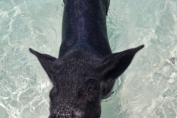 Rose Island Swimming Pigs Half-Day Boat Tour With Lunch - Booking and Cancellation