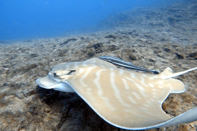 Scuba Diving for Certified Divers in Costa Adeje - Meeting Point