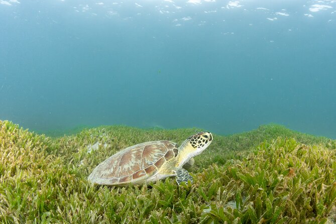 Scuba Tour for Certified Divers in San Juan - Booking Information