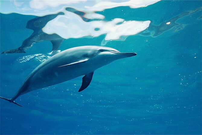 Swim With Dolphins in the West Coast Line of Oahu - Safety and Accessibility