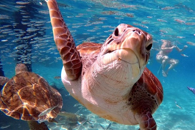 Swimming With Sea Turtles Incl. Pictures. Award Winner - Award-Winning Tour