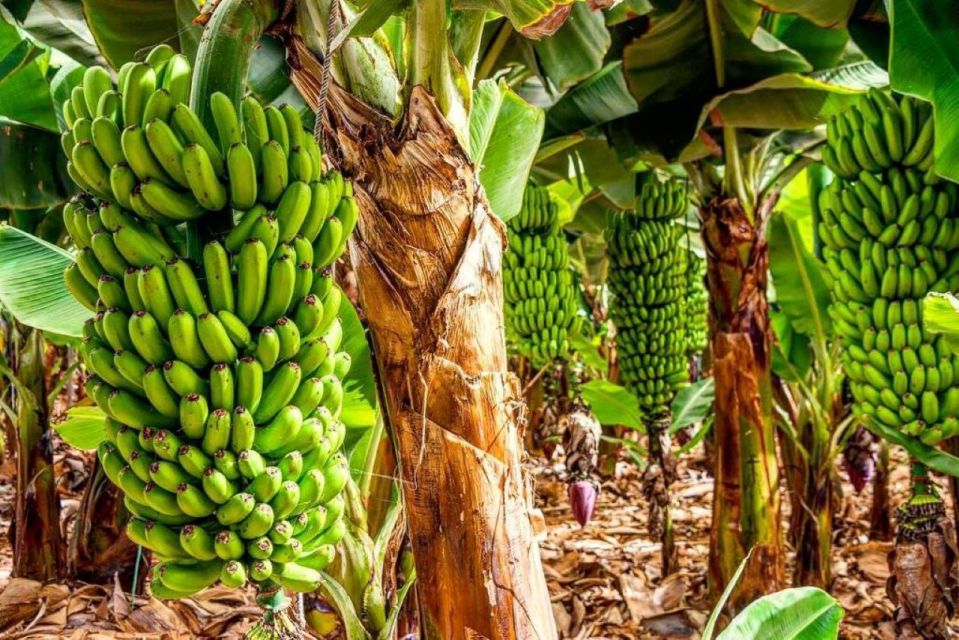 Tenerife: Private Renault Twizy Tour - Banana Plantation Visit