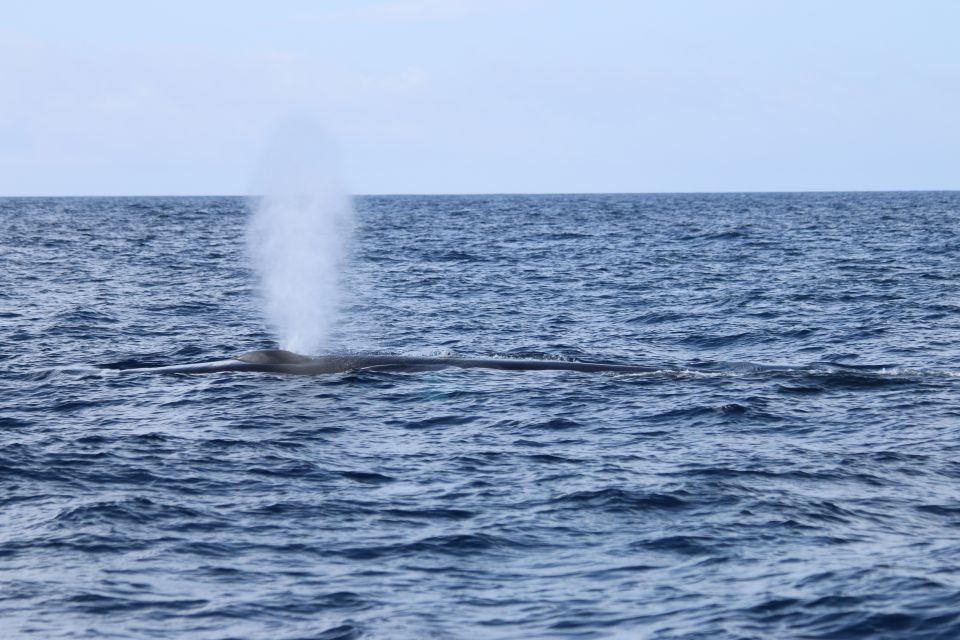 Third: Whale and Dolphin Watching in a Zodiac Boat - Preparing for the Tour