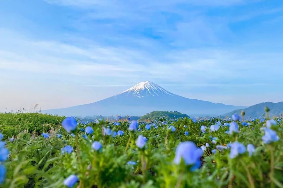 Tokyo: Instagram-Worthy Mt Fuji & Lake Kawaguchiko Day Trip - Transportation and Meeting Point