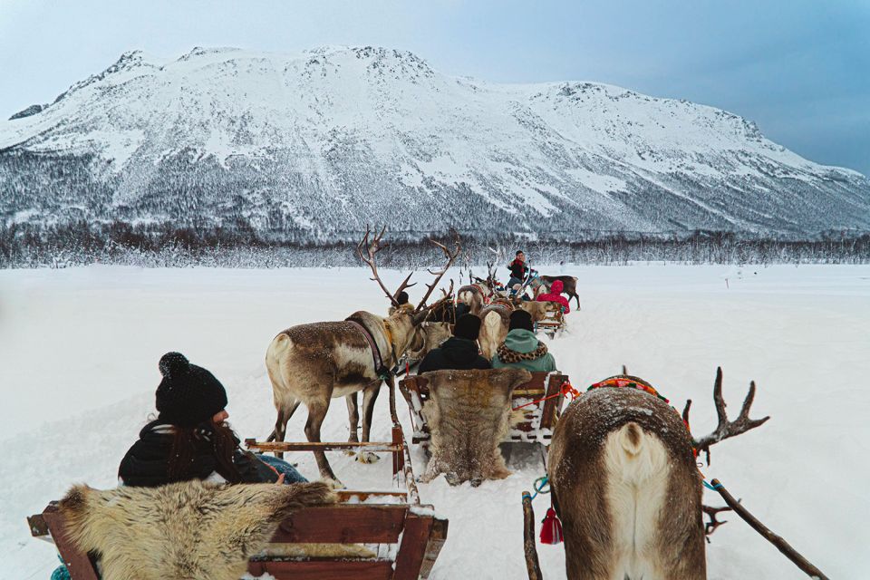 Tromsø: Sámi Reindeer Sledding and Sami Cultural Tour - Important Considerations