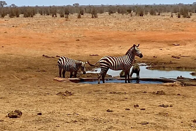 Tsavo East and Ngutuni Sanctuary Safari 3 Days From Mombasa - Reviews and Ratings