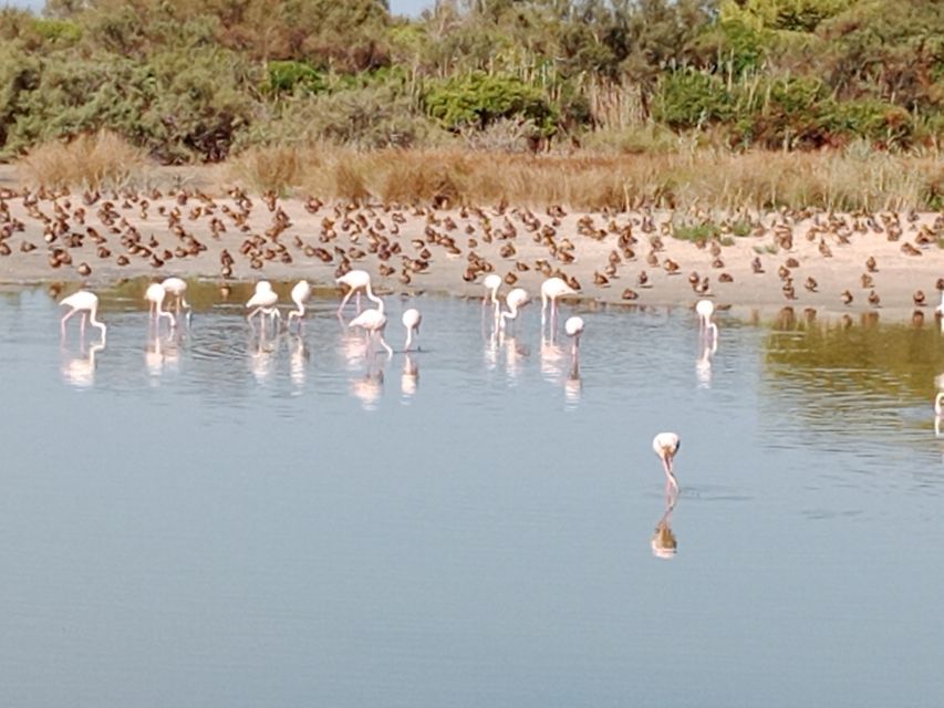 Valencia: Albufera Jeep and Boat Tour - Customer Reviews