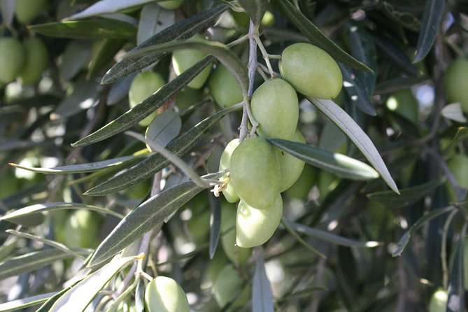 Visit Olive Grove Centenary With Oil Tasting Course - What to Expect at the Tasting