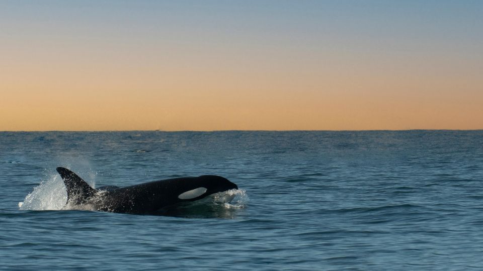 Whale and Wildlife Watching Private and Semi-Private Tours - Monterey Bay National Sanctuary