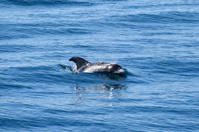 Whale-Watching Boat Tour With Expert Guide From Reykjavik - Potential Wildlife Sightings