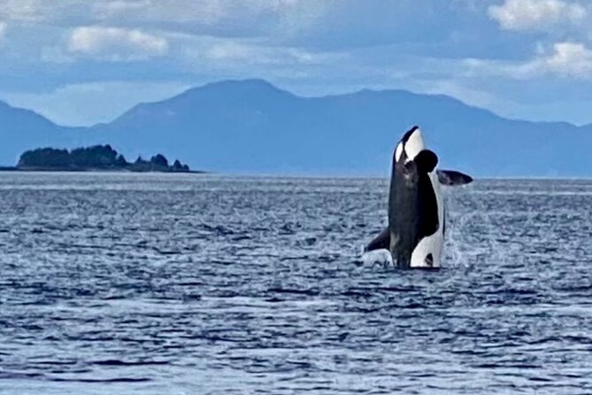 Wildlife Viewing and Whale Watching Quest - Pickup and Accessibility Information