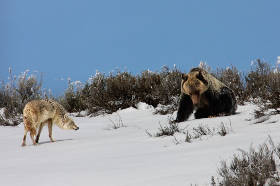 Yellowstone National Park: Self-Driving Audio Guided Tour - Flexibility