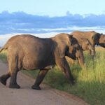 6 Day Best Of Tanzania Budget Safari From Arusha Key Points