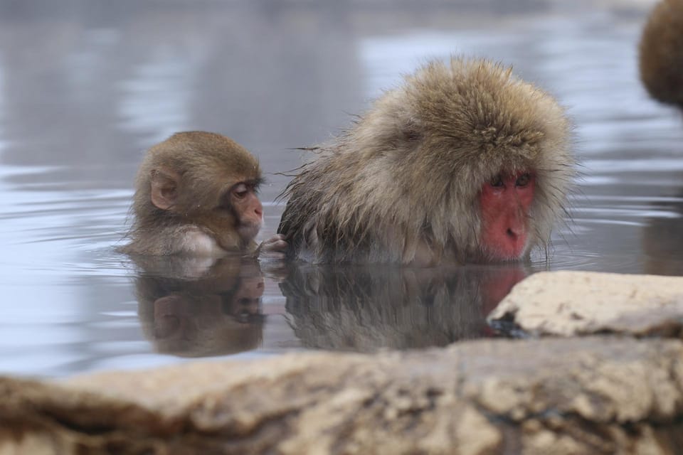 2-Day Snow Monkey Tour: Nagano To Takayama via Matsumoto - Matsumoto Castle Exploration