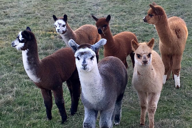 2-Hour Alpaca Farm Experience in Kenilworth - Guest Reviews