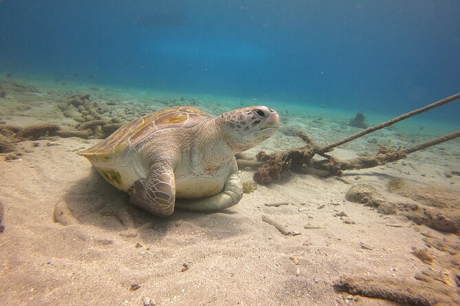 2 Tank Guided Shore Dive - Considerations for Participants