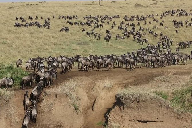 3 Days Maasai Mara Guided Safari From Nairobi - Tour Itinerary and Highlights