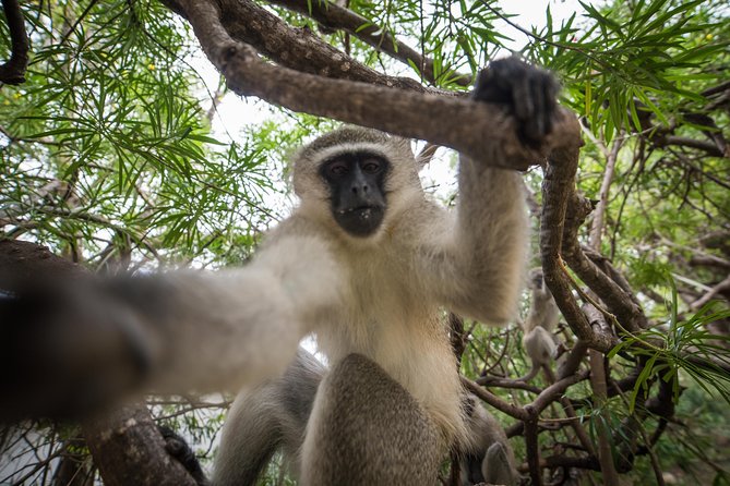 4 Day Classic Kruger National Park Safari - Traditional Bush Braai