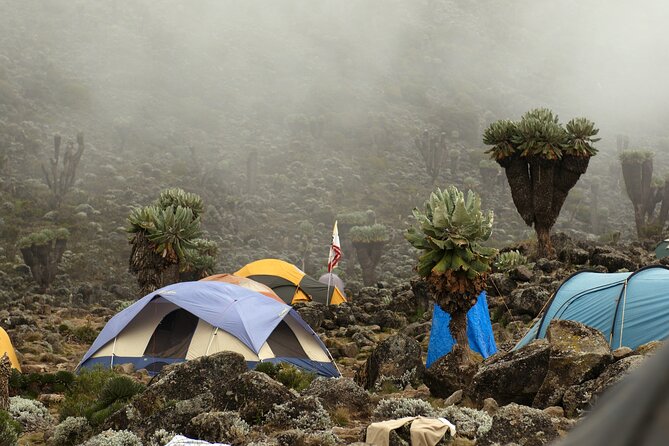 8 Days Mountain Kilimanjaro Lemosho Route - Itinerary Highlights