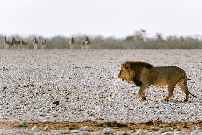 9 Day Canyons, Dunes & Wildlife Camping and Lodge Safari - Included Accommodations and Meals