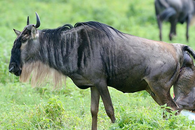 9-Day Serengeti Migration Footsteps Tanzania Safari - Migration Footsteps