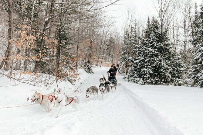 A Day With Bite for Sled Dogs - Medical Conditions and Group Size